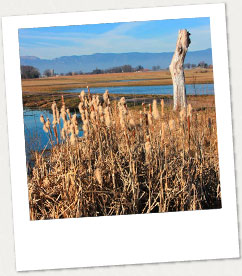 Sionnet marshes